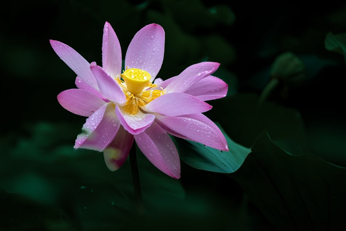 荷花飘香系列图片(22)雨荷