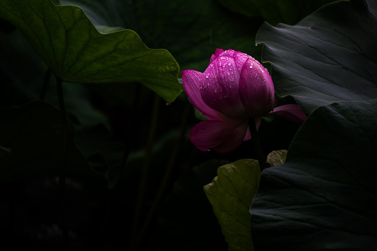 荷花飘香系列图片(22)雨荷
