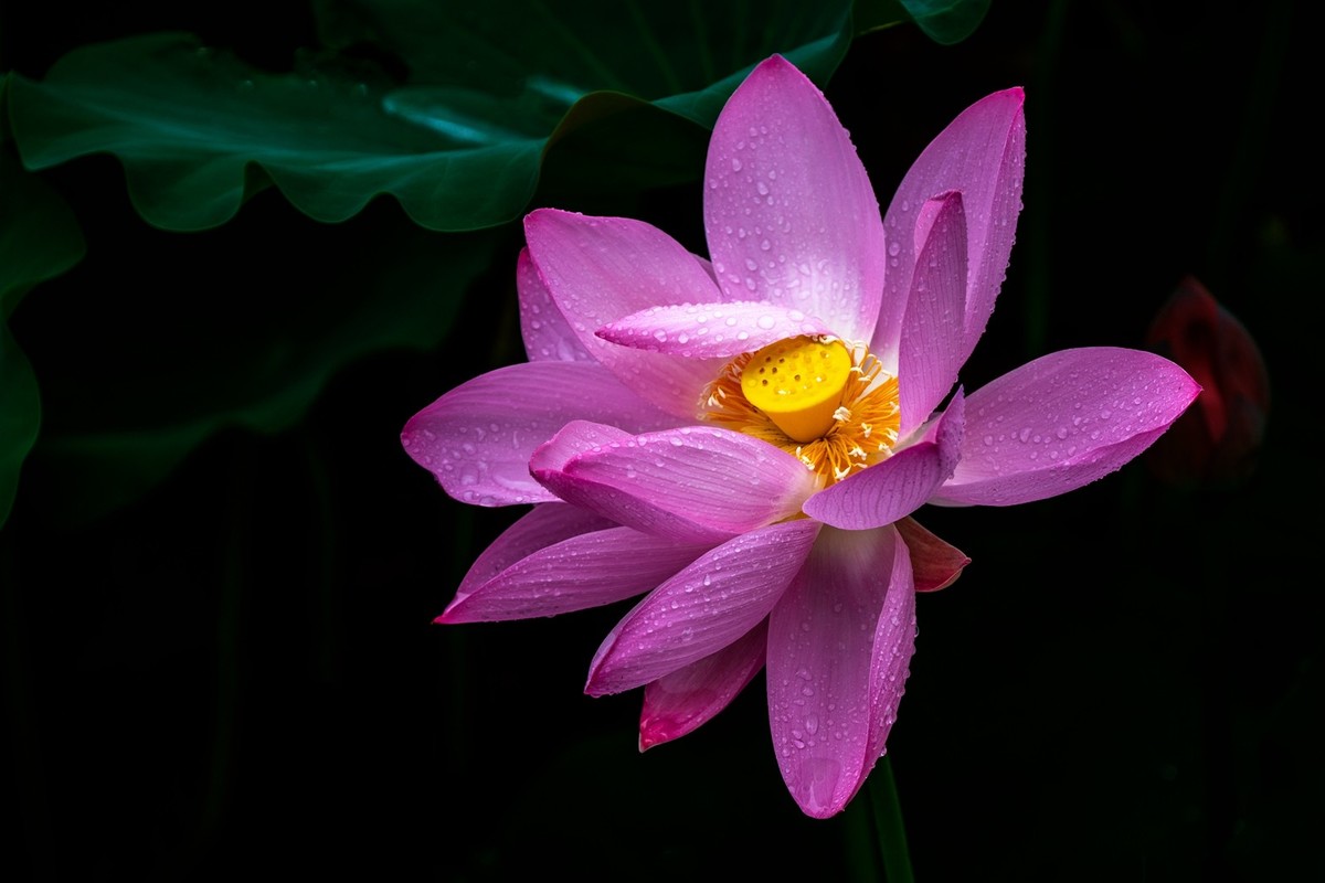 荷花飘香系列图片(22)雨荷