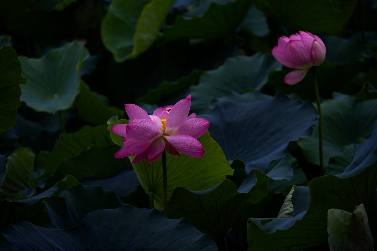 荷花飘香系列图片(22)雨荷