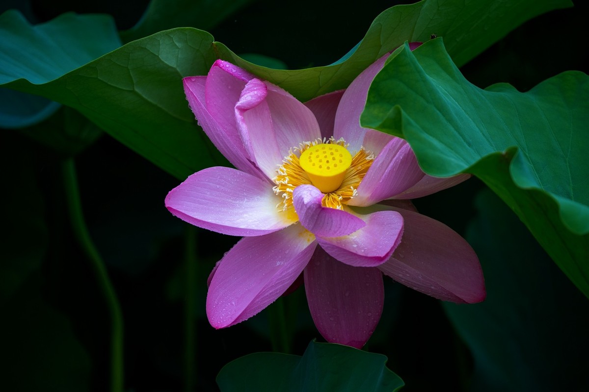 荷花飘香系列图片(22)雨荷