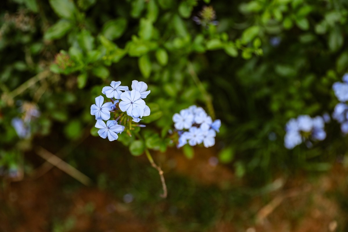 蓝花丹