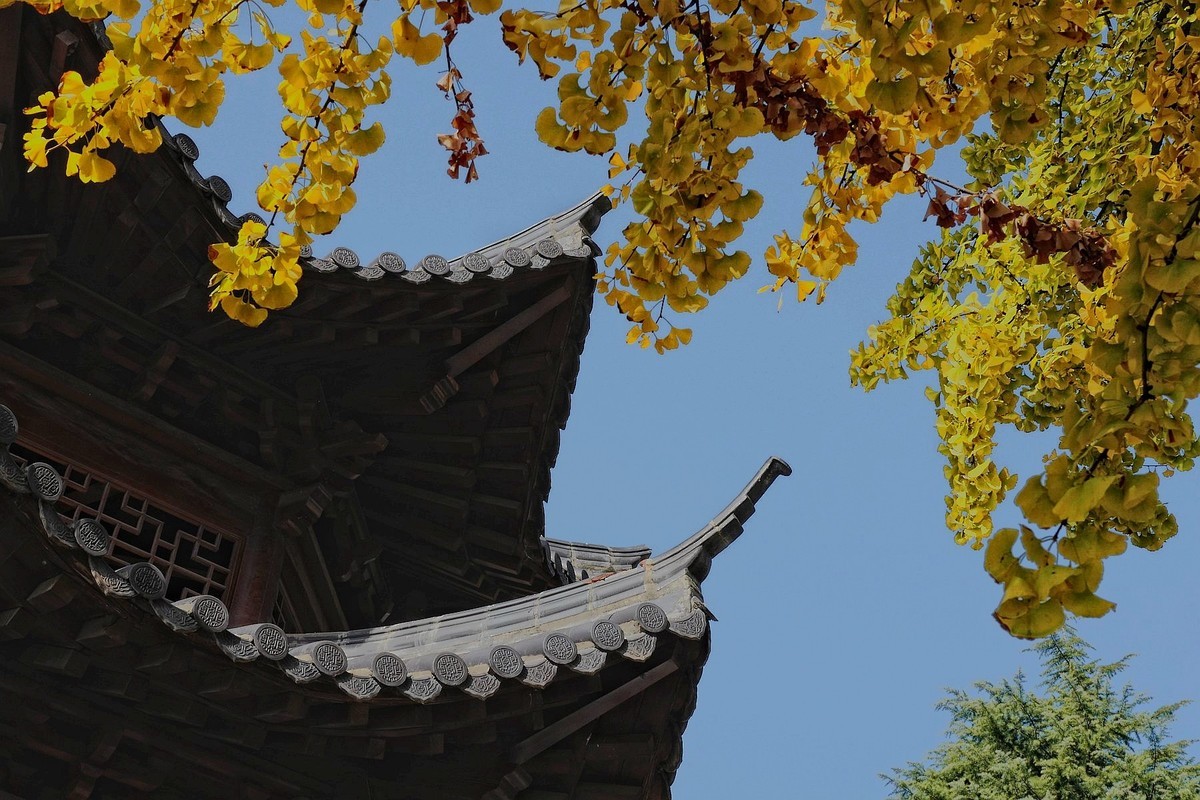 宝通寺银杏四（完）