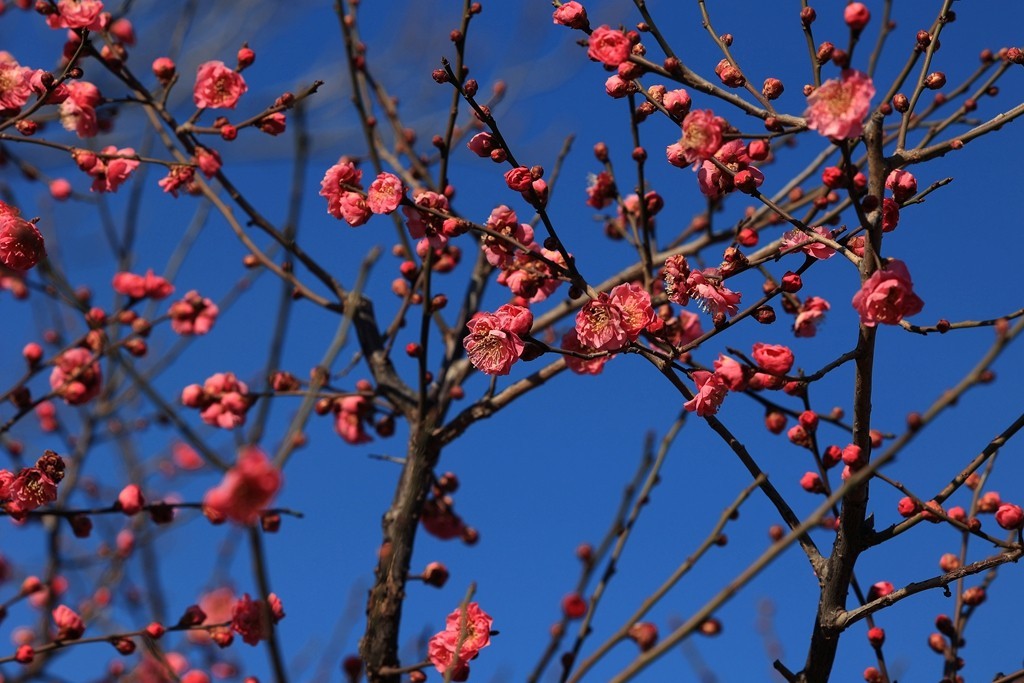 明城墙遗址公园的早梅
