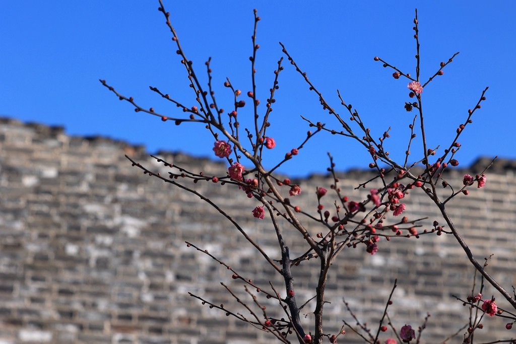 明城墙遗址公园的早梅