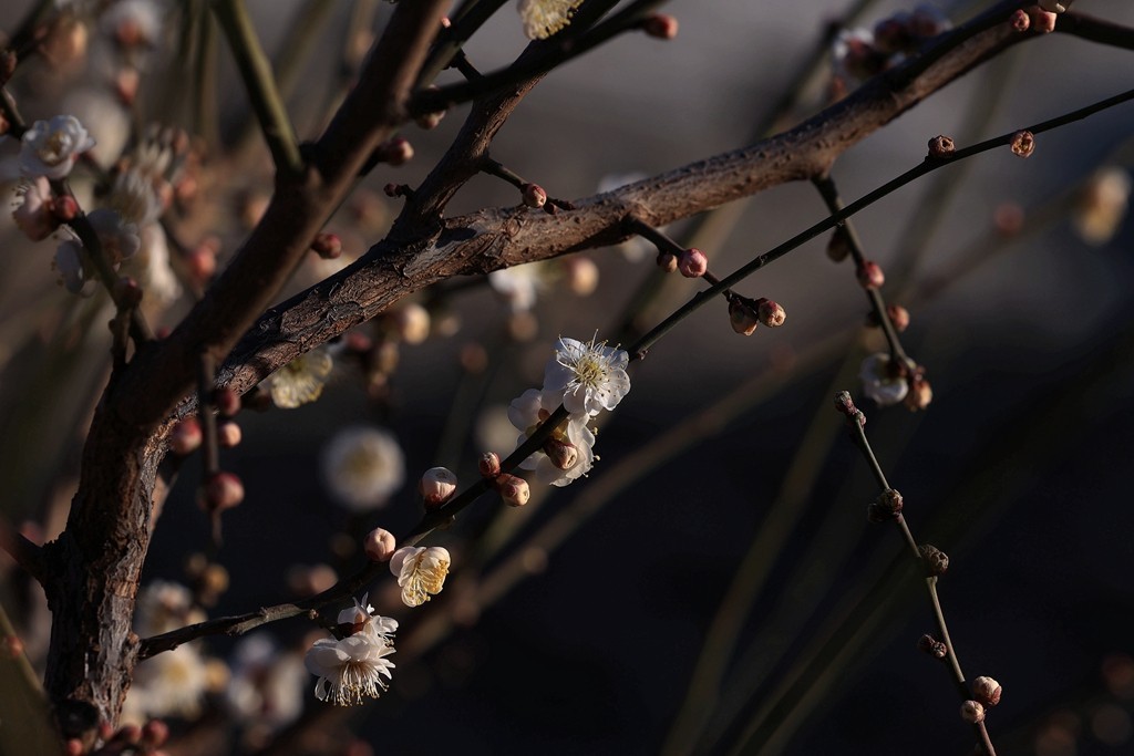 明城墙遗址公园的早梅