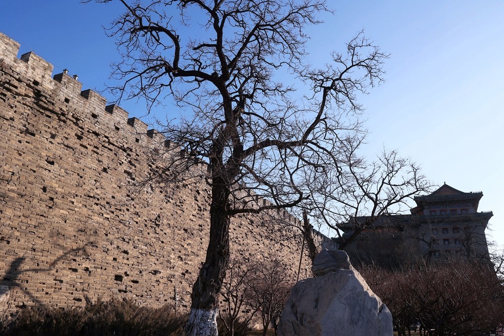 明城墙遗址公园的早梅