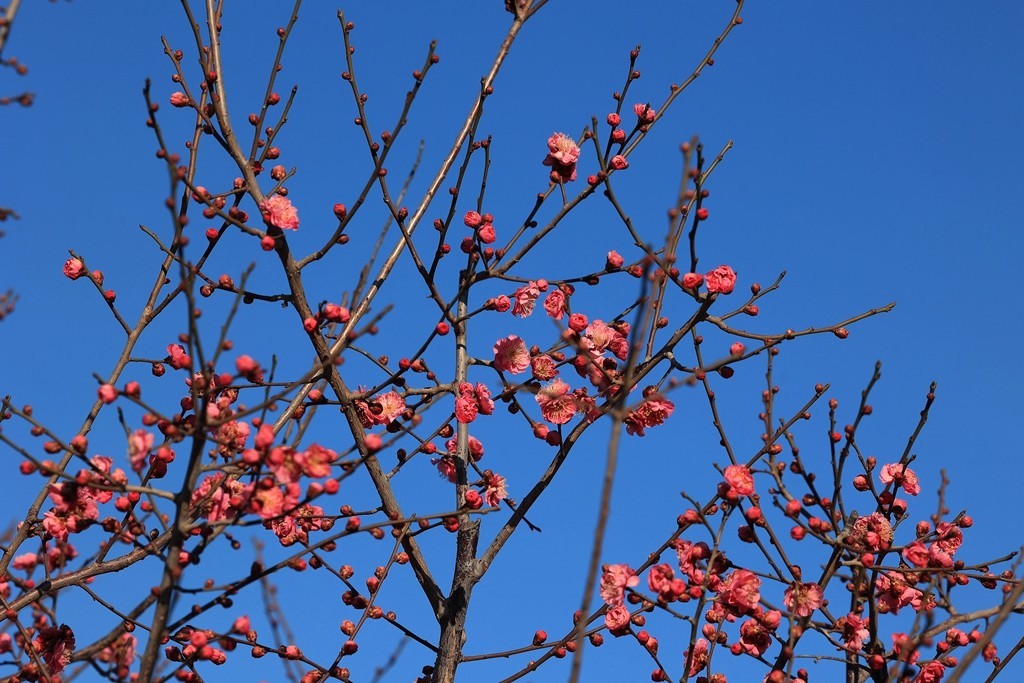 明城墙遗址公园的早梅