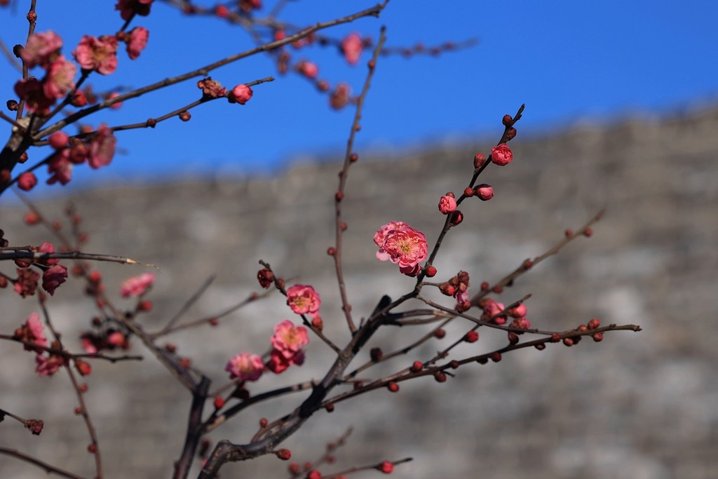 明城墙遗址公园的早梅