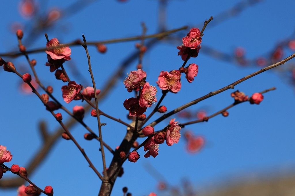 明城墙遗址公园的早梅