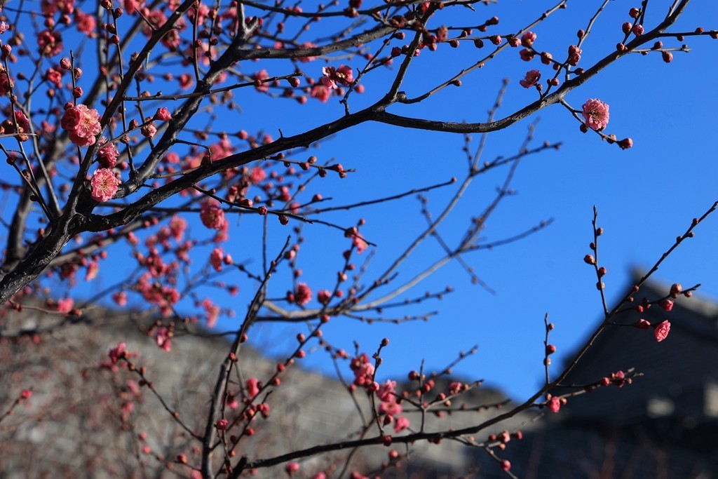 明城墙遗址公园的早梅