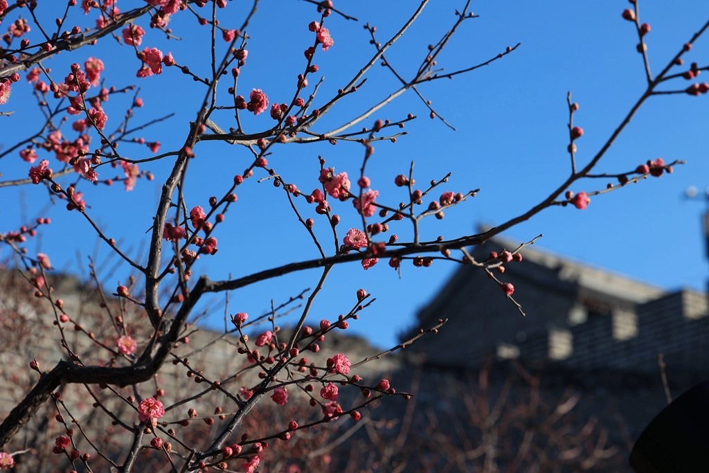 明城墙遗址公园的早梅
