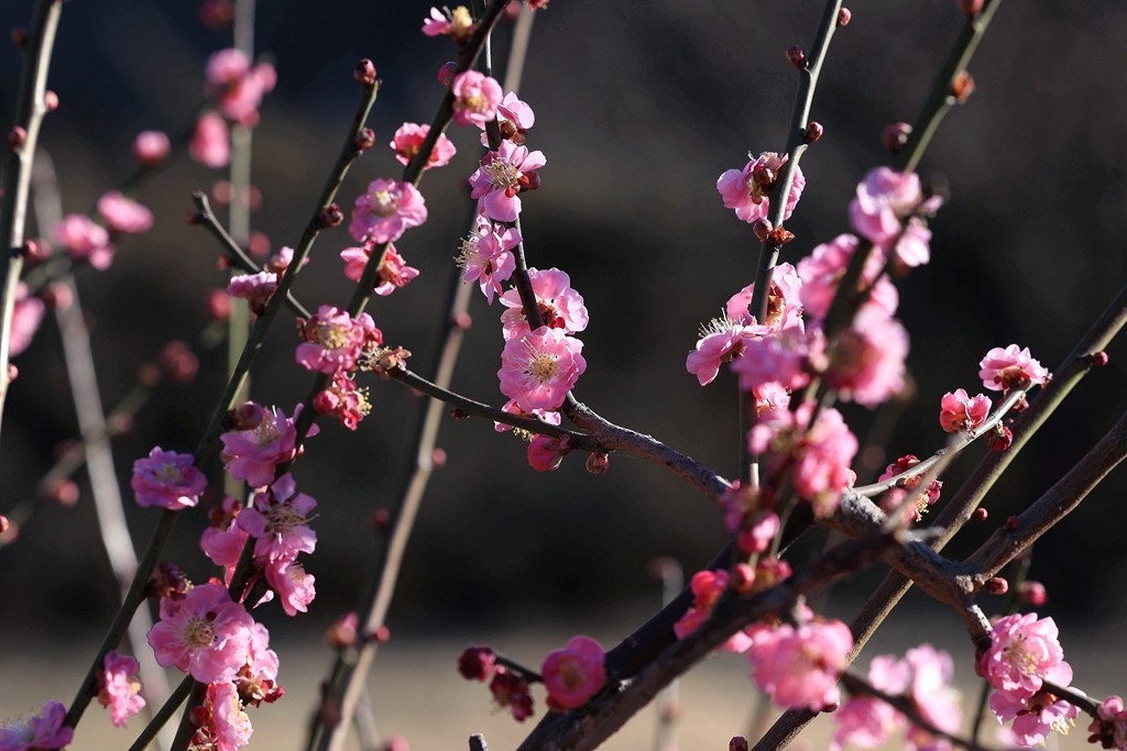 明城墙遗址公园的早梅