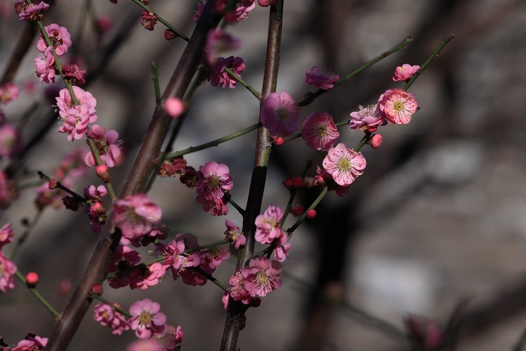 明城墙遗址公园的早梅