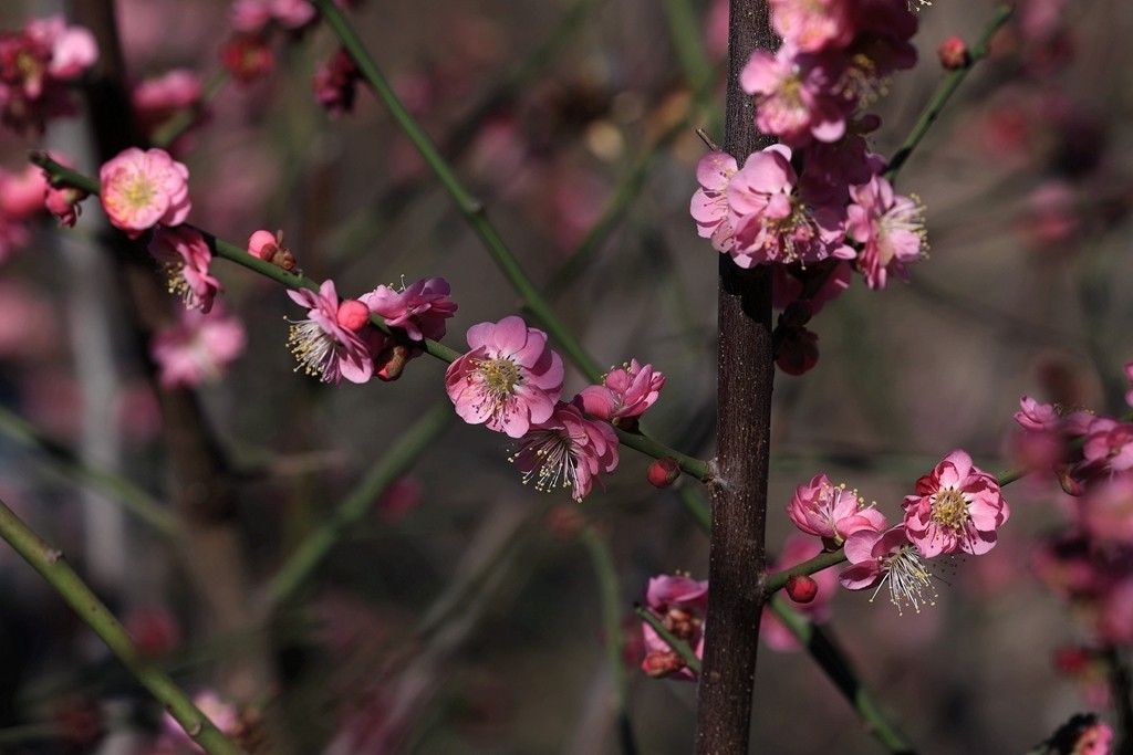明城墙遗址公园的早梅