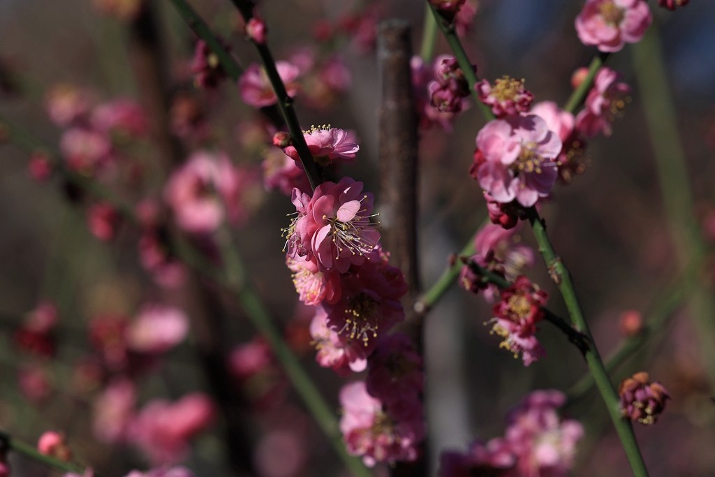明城墙遗址公园的早梅