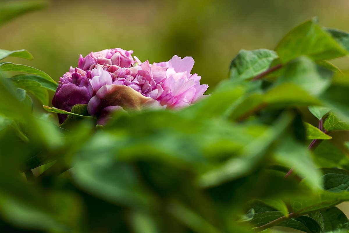 犹抱琵芭半遮面