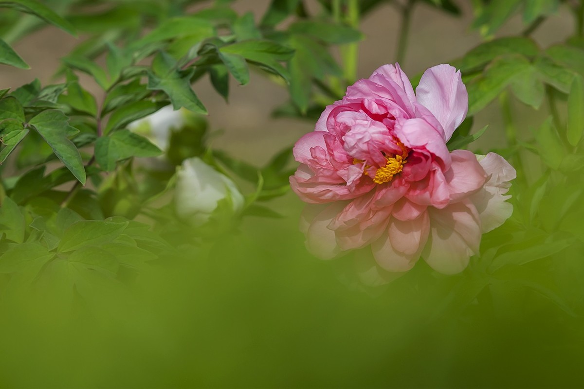 犹抱琵芭半遮面