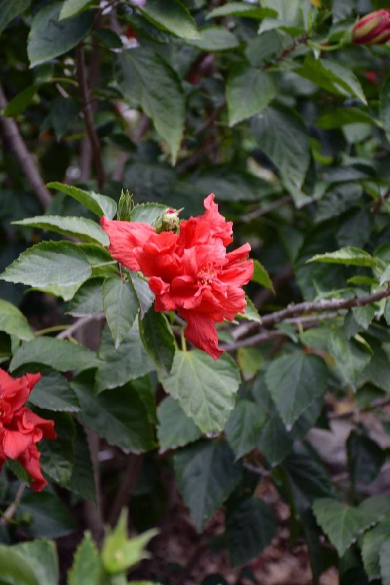 2025春节 广东行（50）甲子镇黄氏祖屋