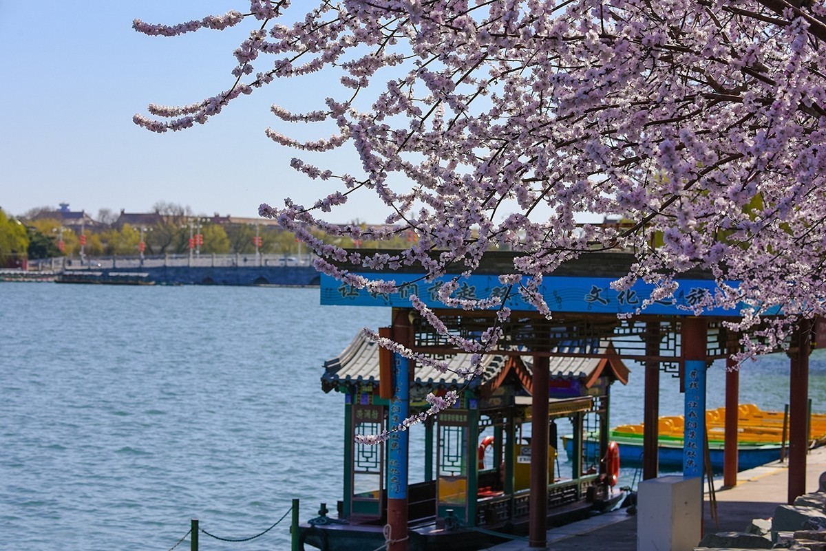 2025年第0188贴-北海公园桃花开（0318）