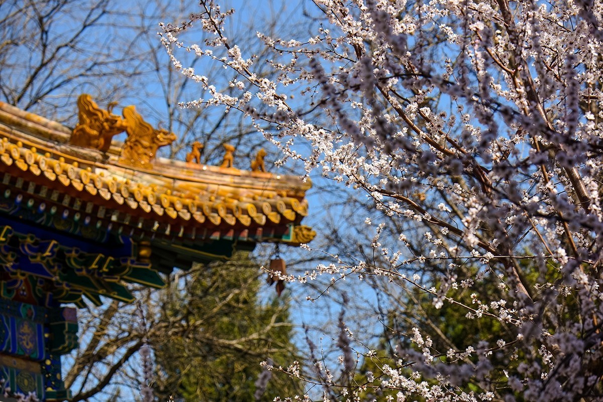 2025年第0188贴-北海公园桃花开（0318）