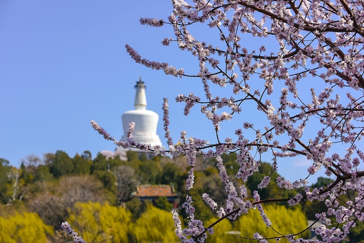 2025年第0188贴-北海公园桃花开（0318）