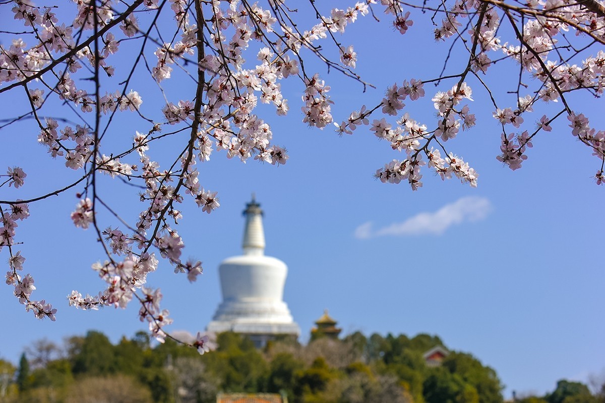 2025年第0188贴-北海公园桃花开（0318）