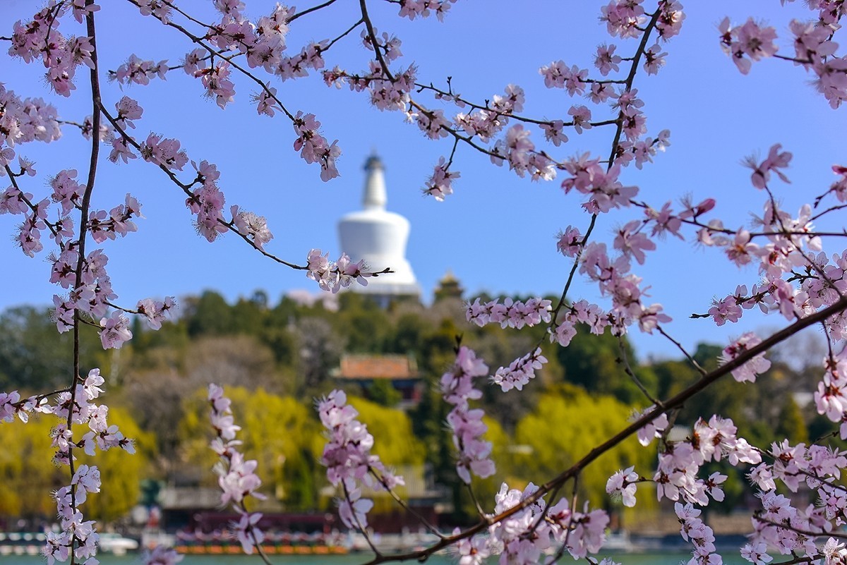 2025年第0188贴-北海公园桃花开（0318）