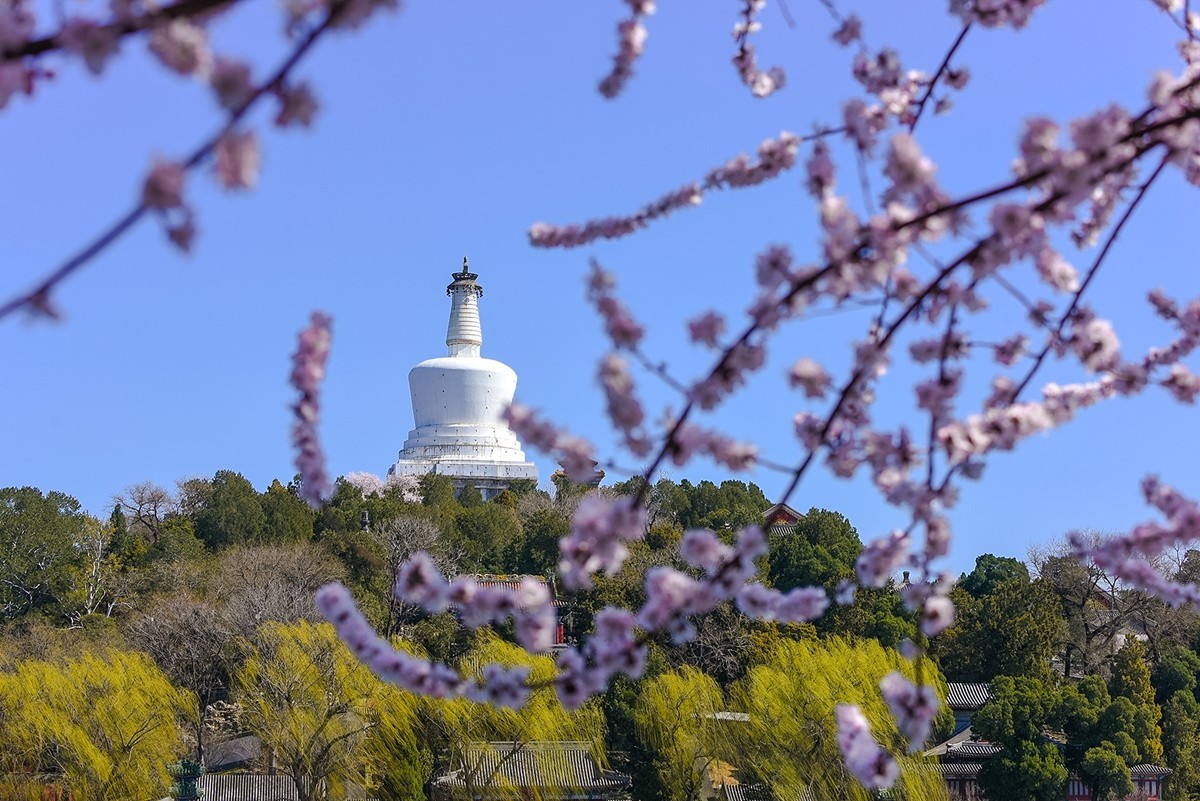 2025年第0188贴-北海公园桃花开（0318）