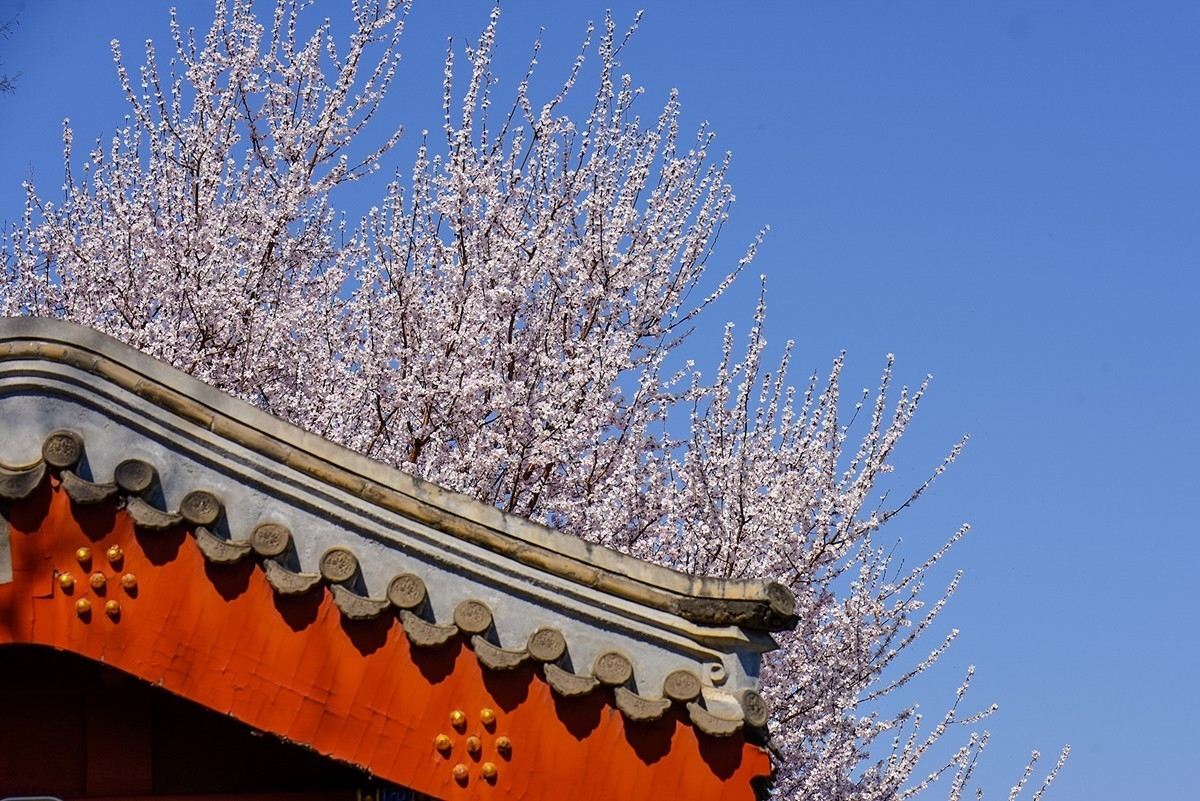 2025年第0188贴-北海公园桃花开（0318）