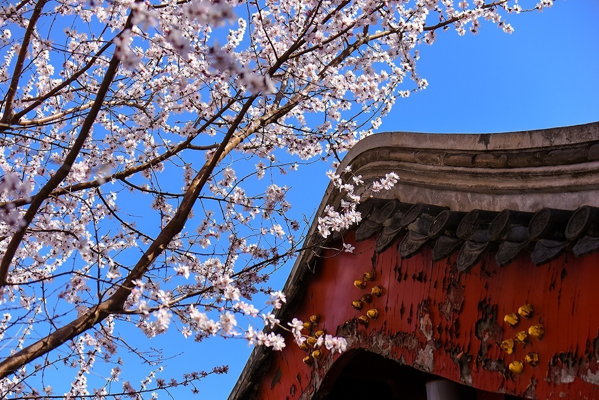 2025年第0188贴-北海公园桃花开（0318）