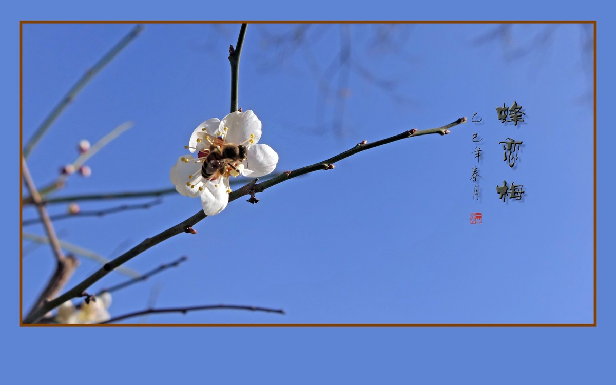 梅花虽小香溢远，蜜蜂不大寻蜜来
