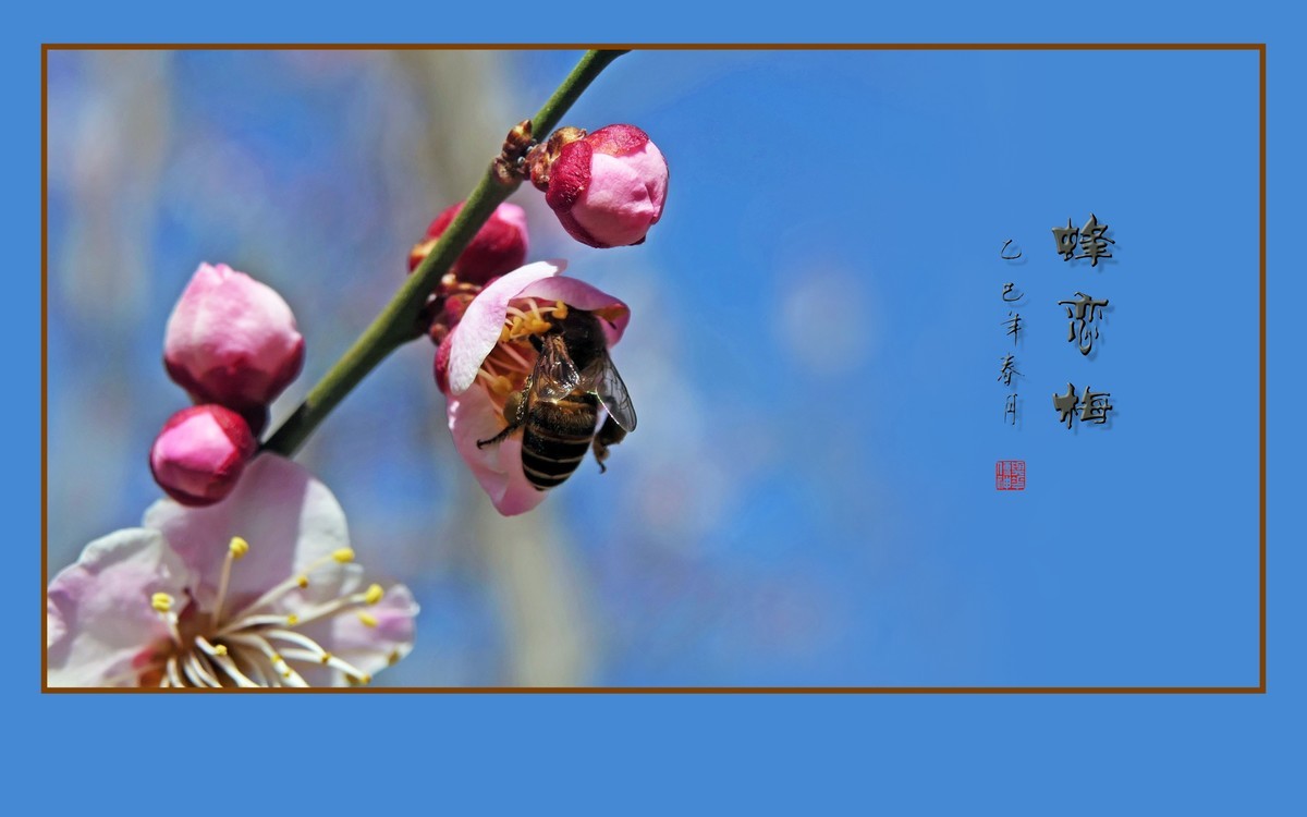 梅花虽小香溢远，蜜蜂不大寻蜜来