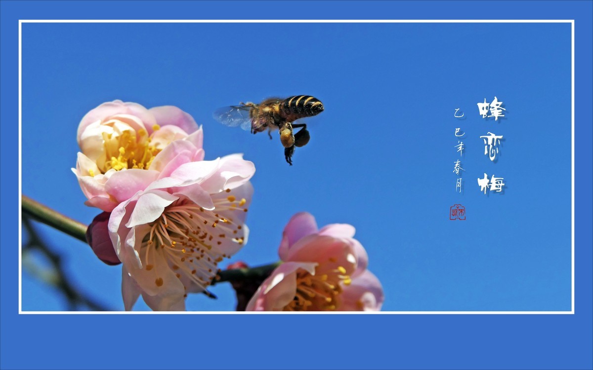 梅花虽小香溢远，蜜蜂不大寻蜜来