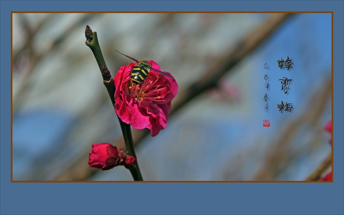 梅花虽小香溢远，蜜蜂不大寻蜜来