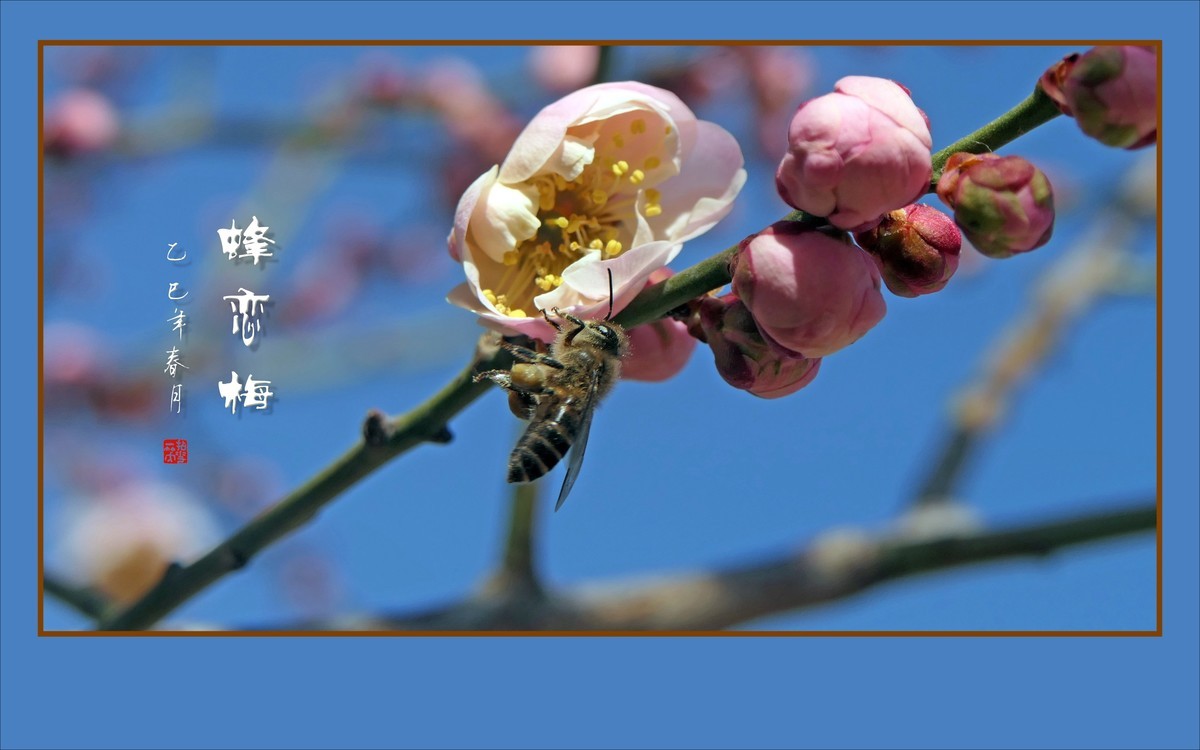 梅花虽小香溢远，蜜蜂不大寻蜜来