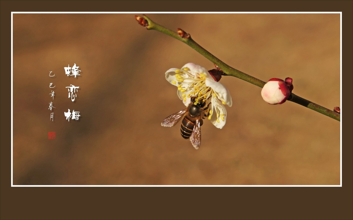 梅花虽小香溢远，蜜蜂不大寻蜜来