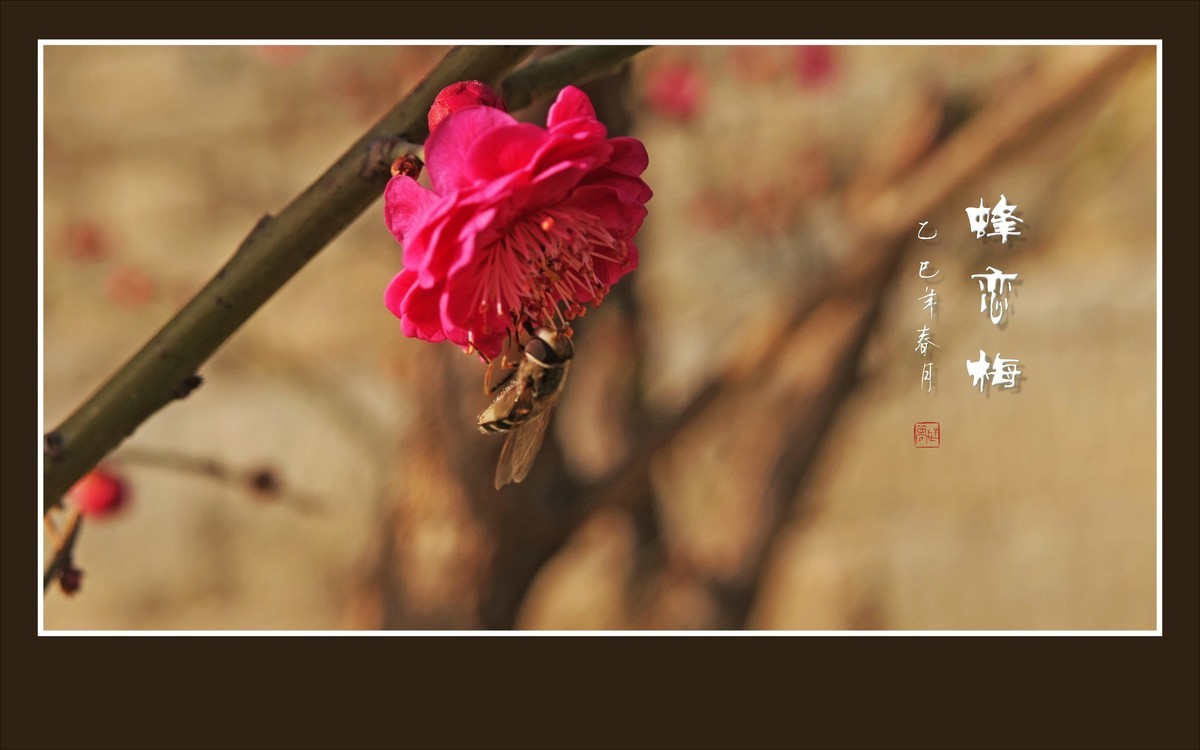 梅花虽小香溢远，蜜蜂不大寻蜜来