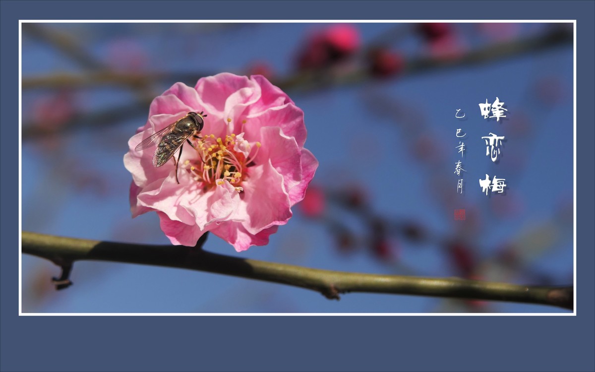 梅花虽小香溢远，蜜蜂不大寻蜜来