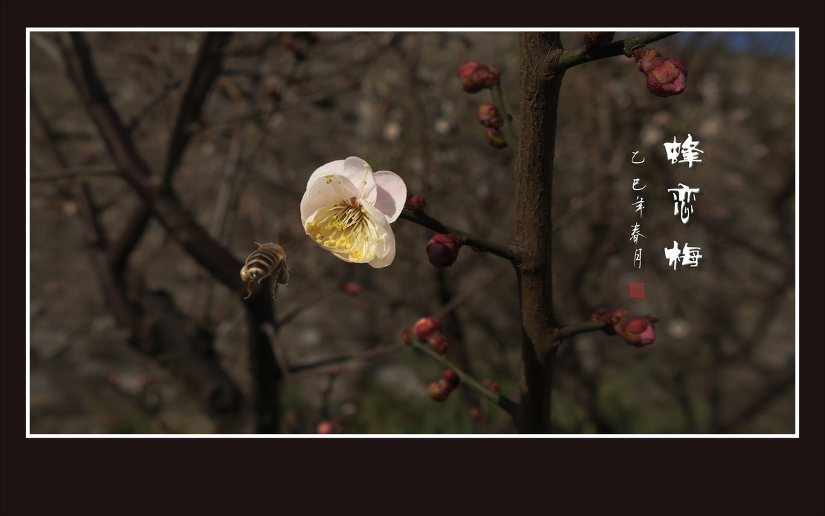 梅花虽小香溢远，蜜蜂不大寻蜜来