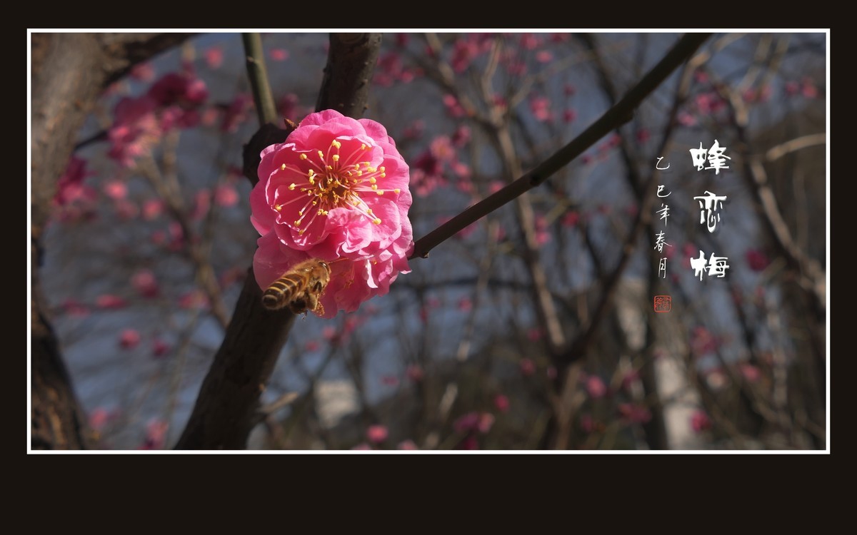 梅花虽小香溢远，蜜蜂不大寻蜜来