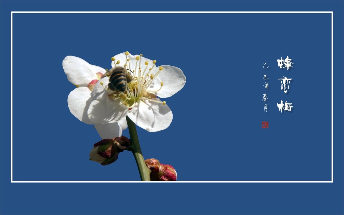 梅花虽小香溢远，蜜蜂不大寻蜜来