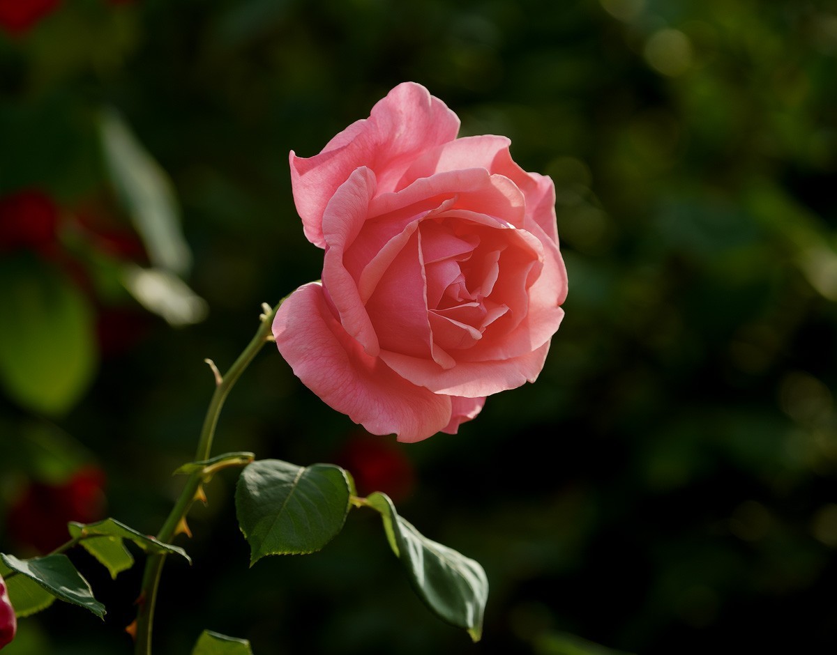 月季花（9）