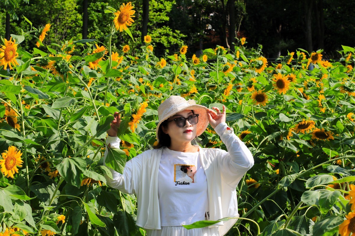 向着太阳的金色花朵