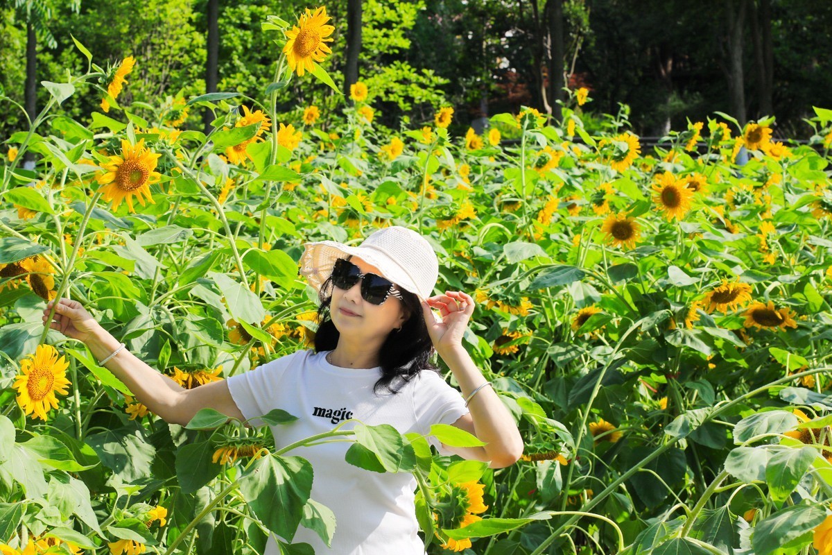 向着太阳的金色花朵