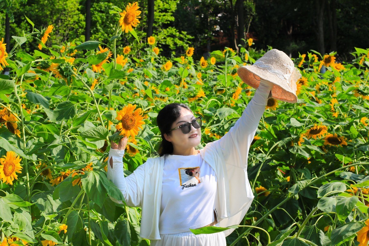 向着太阳的金色花朵