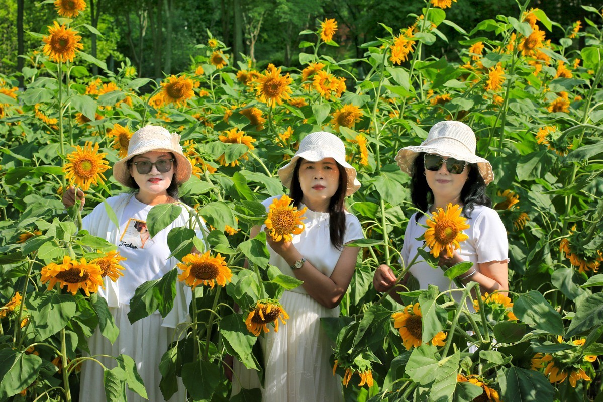 向着太阳的金色花朵