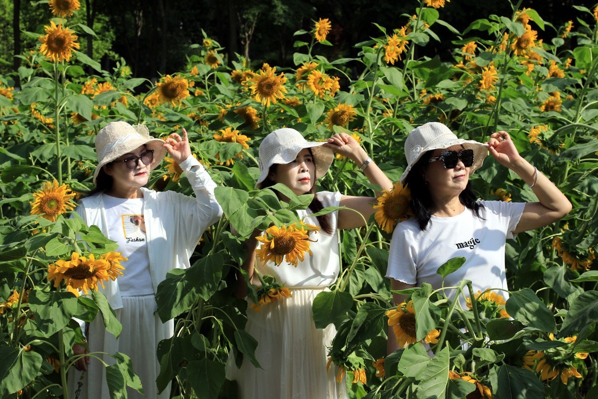 向着太阳的金色花朵