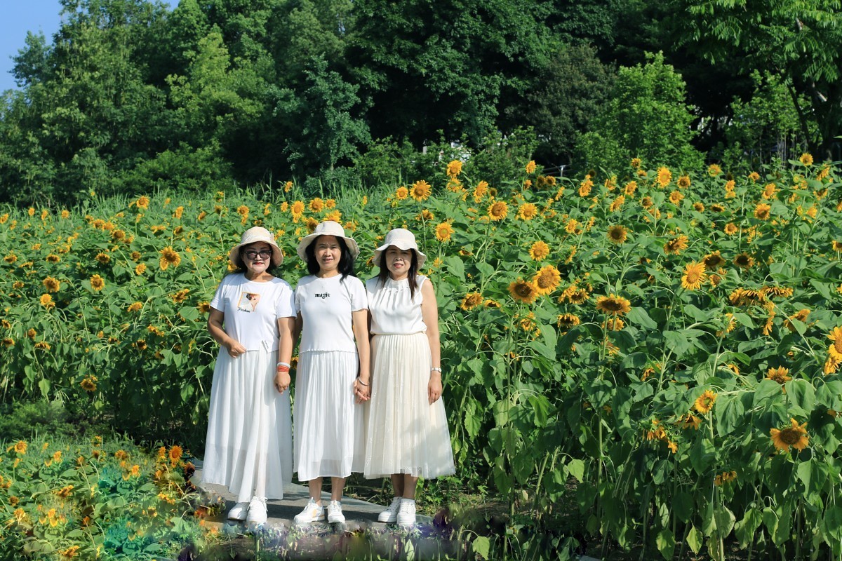 向着太阳的金色花朵