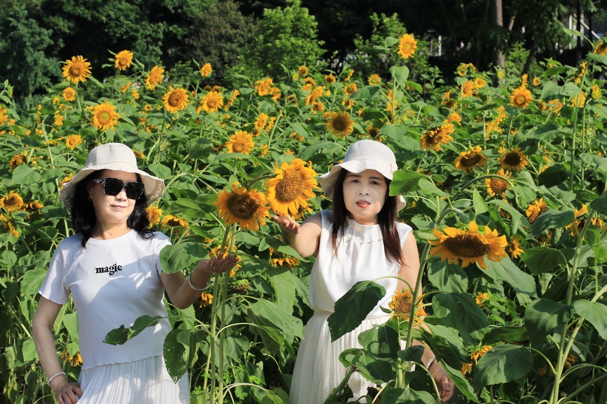 向着太阳的金色花朵